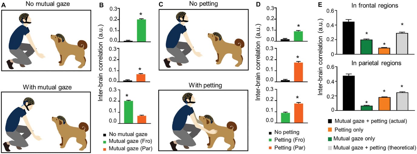 Зрительный контакт и поглаживание вызвали синхронизацию в разных долях головного мозга / © Wei Ren et al., Advanced Science