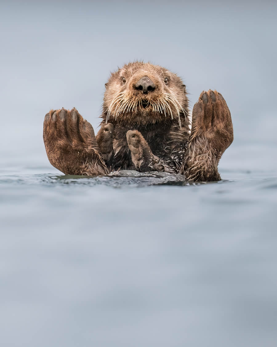 «Гуру выдр» / © Charles Janson