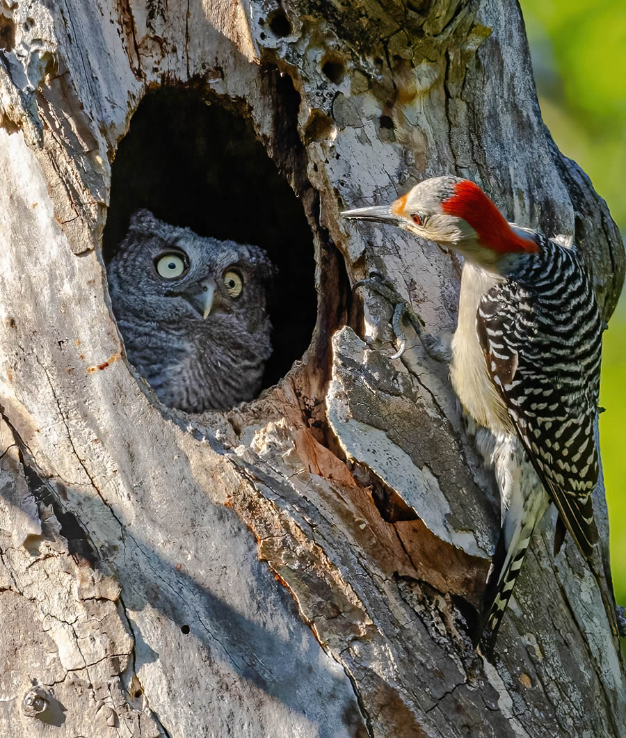 «Ты не моя мама» / © Randy Herman