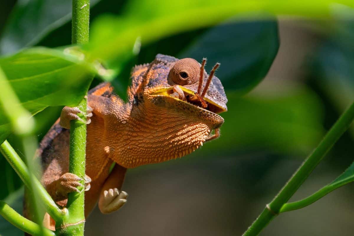 Высокая оценка: пантерный хамелеон (Furcifer pardalis) лакомится пауком / © Viktor Peinemann 