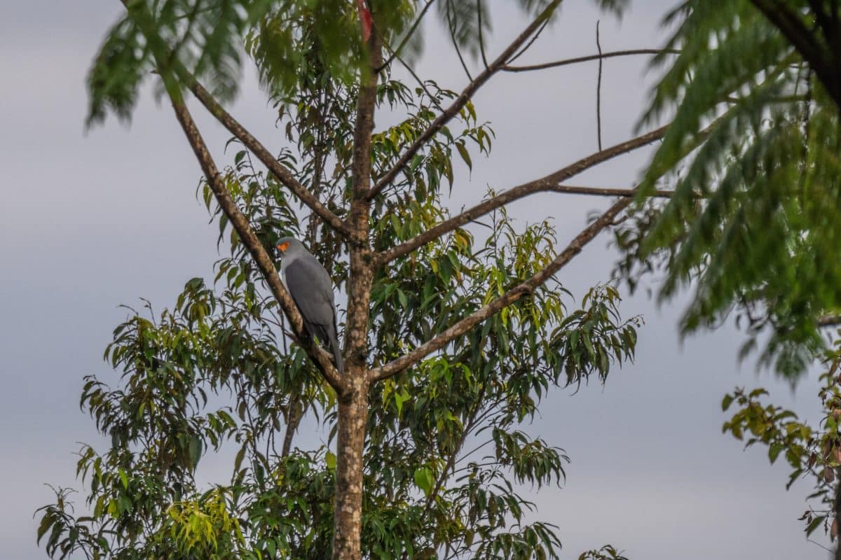 Ястреб-тетеревятник Новой Британии (Accipiter princeps) / © Tom Vierus