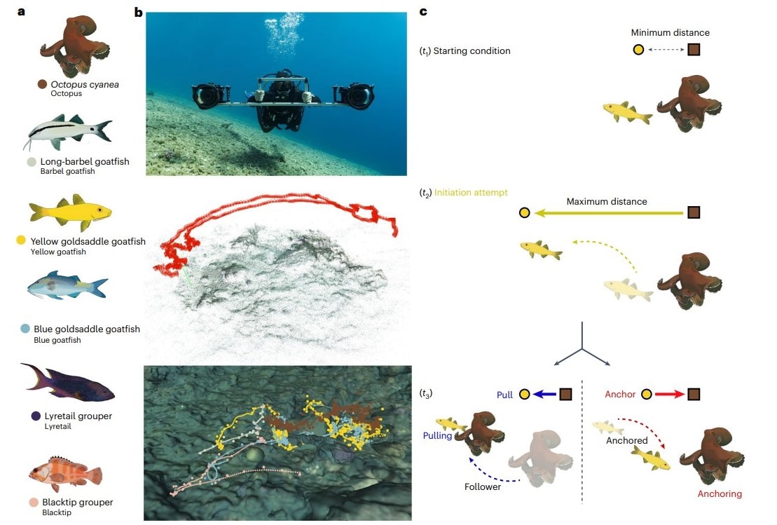 В группах из осьминогов и разных видов рыб обнаружили «разделение труда» и специфические формы контроля / © Eduardo Sampaio, Simon Gingins