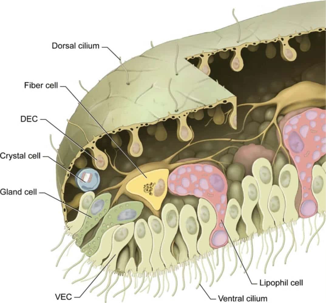 Трихоплакс — одно из самых примитивных многоклеточных / © sciencedirect.com, Nelson R. Cabej, 2020