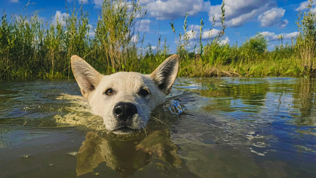 плавающая собака