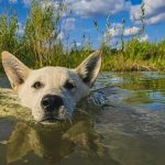 Собаки отравили городские пруды токсинами из препаратов от блох и клещей