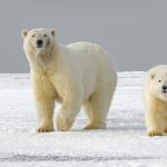 У белых медведей выявили новый тип травм из-за изменений климата