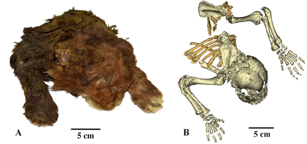 Замороженная мумия Homotherium latidens