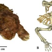 Замороженная мумия Homotherium latidens