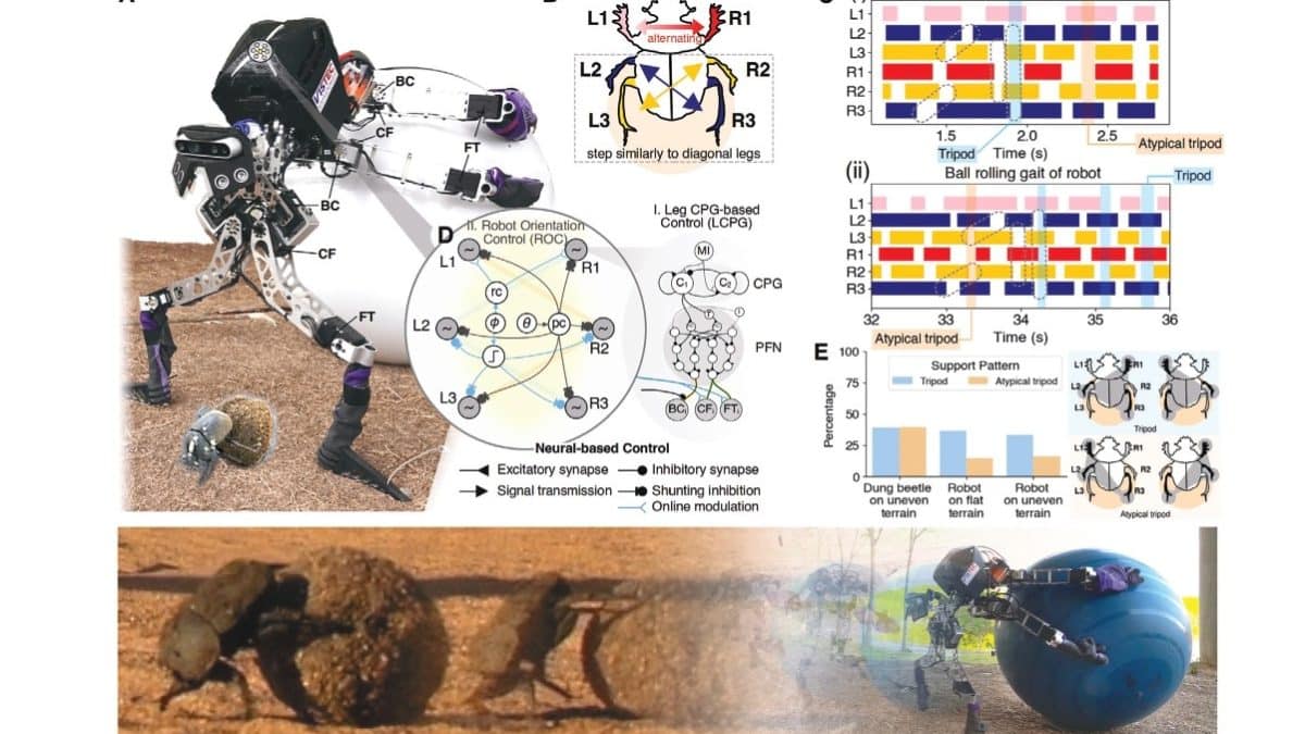 Навозный жук — робот научился толкать шары быстрее и проворнее настоящего