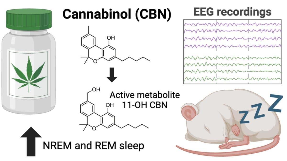 влияние каннабинола на сон