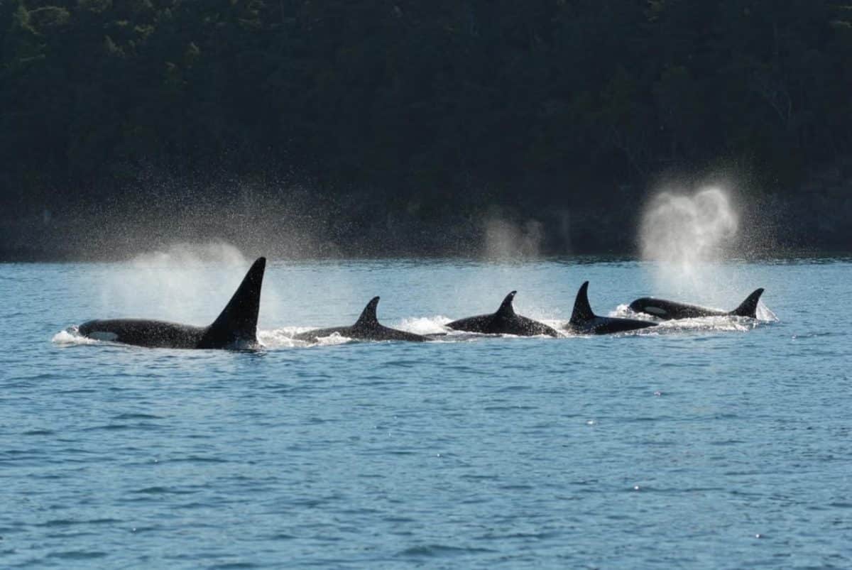  Стая косаток  / © Center for Whale Research / David Ellifrit