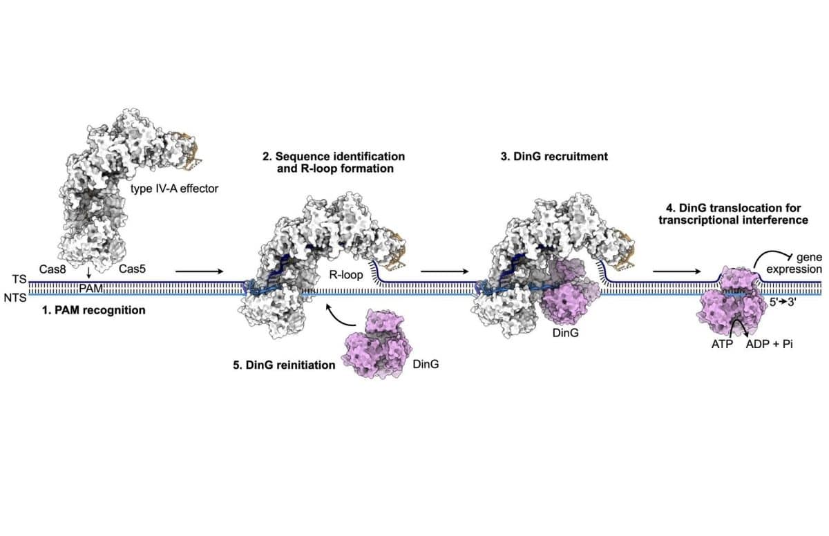 Модель механизма CRISPR типа IV-A. Слева направо: Шаг 1: образование комплекса «эффектор», состоящего из направляющей РНК и белков типа IV-A. Комплекс РНК-белок связывается с мотивом рядом с целевым участком ДНК (PAM). Шаг 2: образование R-петли, сигнализирующей о нахождении целевого участка. Шаг : связывание DinG (розовая структура). Шаг 4: DinG, вероятно, перемещается вдоль ДНК, чтобы подавить ген, потенциально повторяя процесс для дальнейшего подавления (Шаг 5). / © Nature Communications