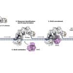 Новый тип CRISPR подавил гены без разрезания ДНК