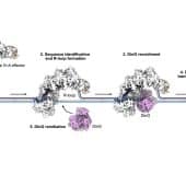 Модель механизма CRISPR типа IV-A. Слева направо: Шаг 1: образование комплекса «эффектор», состоящего из направляющей РНК и белков типа IV-A. Комплекс РНК-белок связывается с мотивом рядом с целевым участком ДНК (PAM). Шаг 2: образование R-петли, сигнализирующей о нахождении целевого участка. Шаг : связывание DinG (розовая структура). Шаг 4: DinG, вероятно, перемещается вдоль ДНК, чтобы подавить ген, потенциально повторяя процесс для дальнейшего подавления (Шаг 5). / © Nature Communications