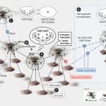 Ученые построили роевой интеллект на принципах архитектуры нервной системы человека