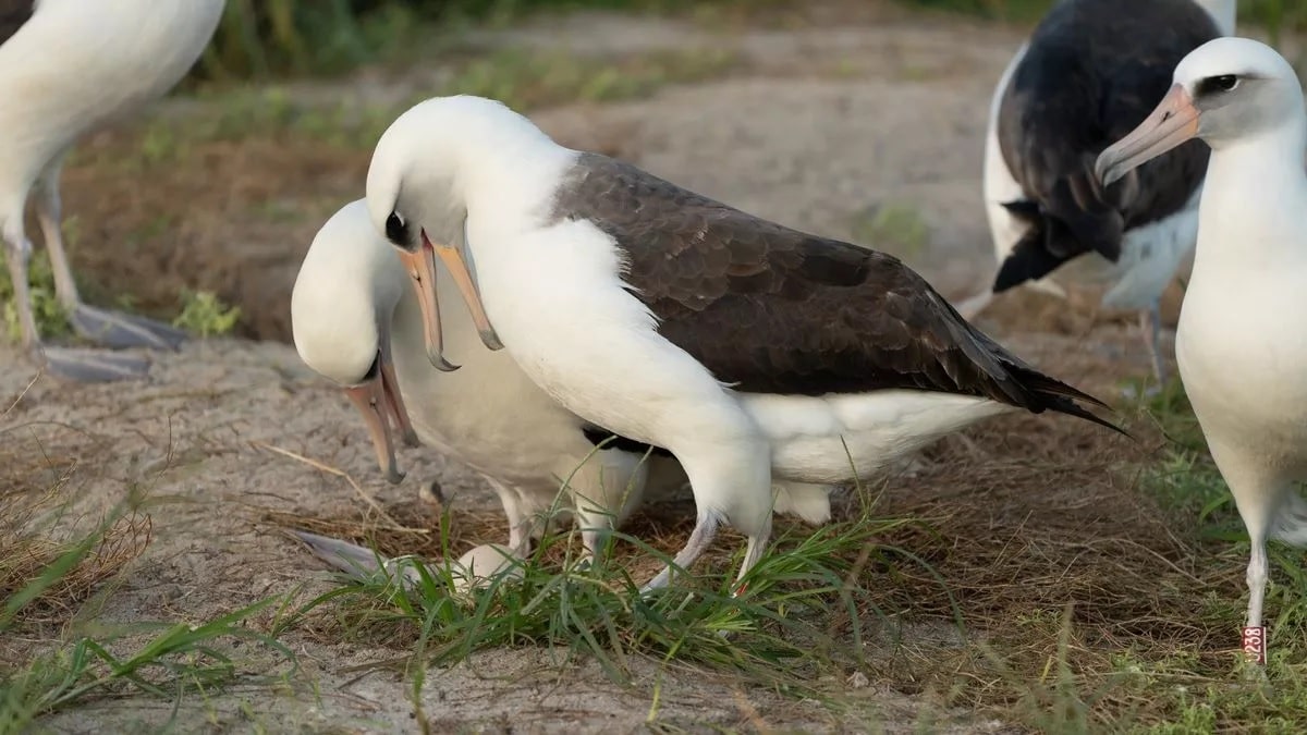 Самая старая дикая птица в мире и ее новое яйцо / © USFWSPacific / X