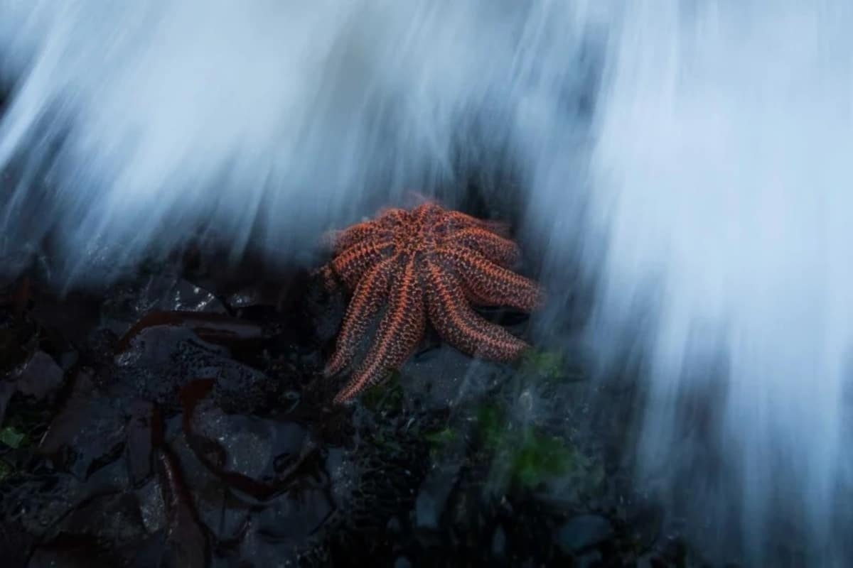 Победитель в категории «Молодой фотограф» / © D’Artagnan Sprengel