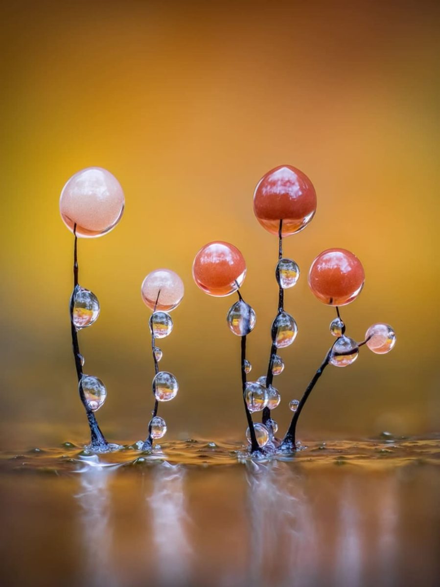 Финалист премии «Садовый фотограф года» / © Barry Webb