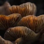 Грибы северо-запада России. Весенние виды