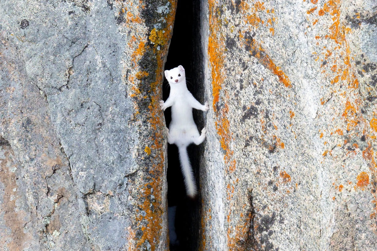 Горностай (Mustela erminea), карабкающийся по скалам /  © Larry Taylor / Wildlife Photographer of the Year