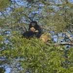 Приматологи впервые увидели, как самцы черных ревунов усыновили осиротевших младенцев