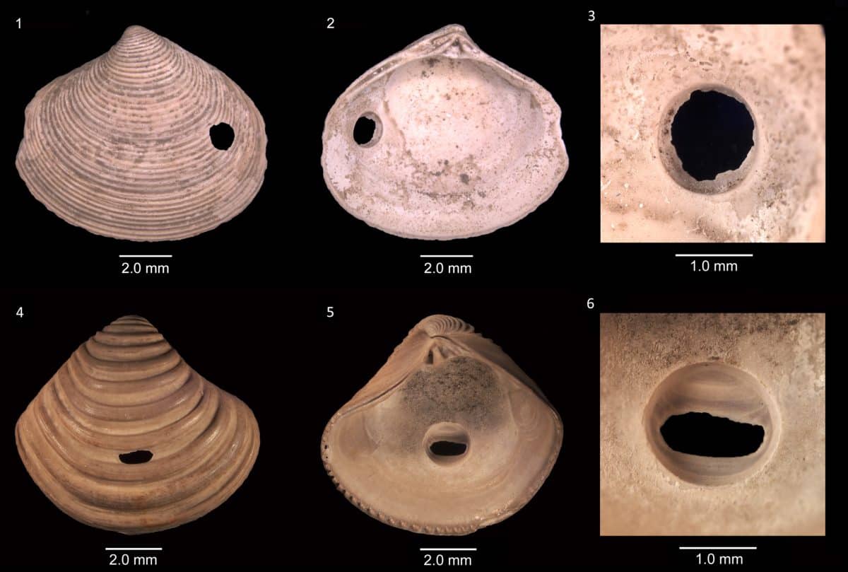 Просверленные раковины моллюсков