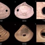 Палеонтологи впервые увидели, как древние хищные улитки ошибочно просверлили пустые раковины моллюсков