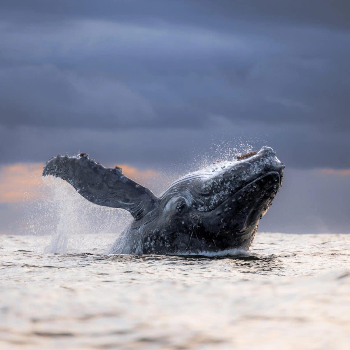 Снимок, вошедший в топ-100 конкурса / © Alexander Forrest 