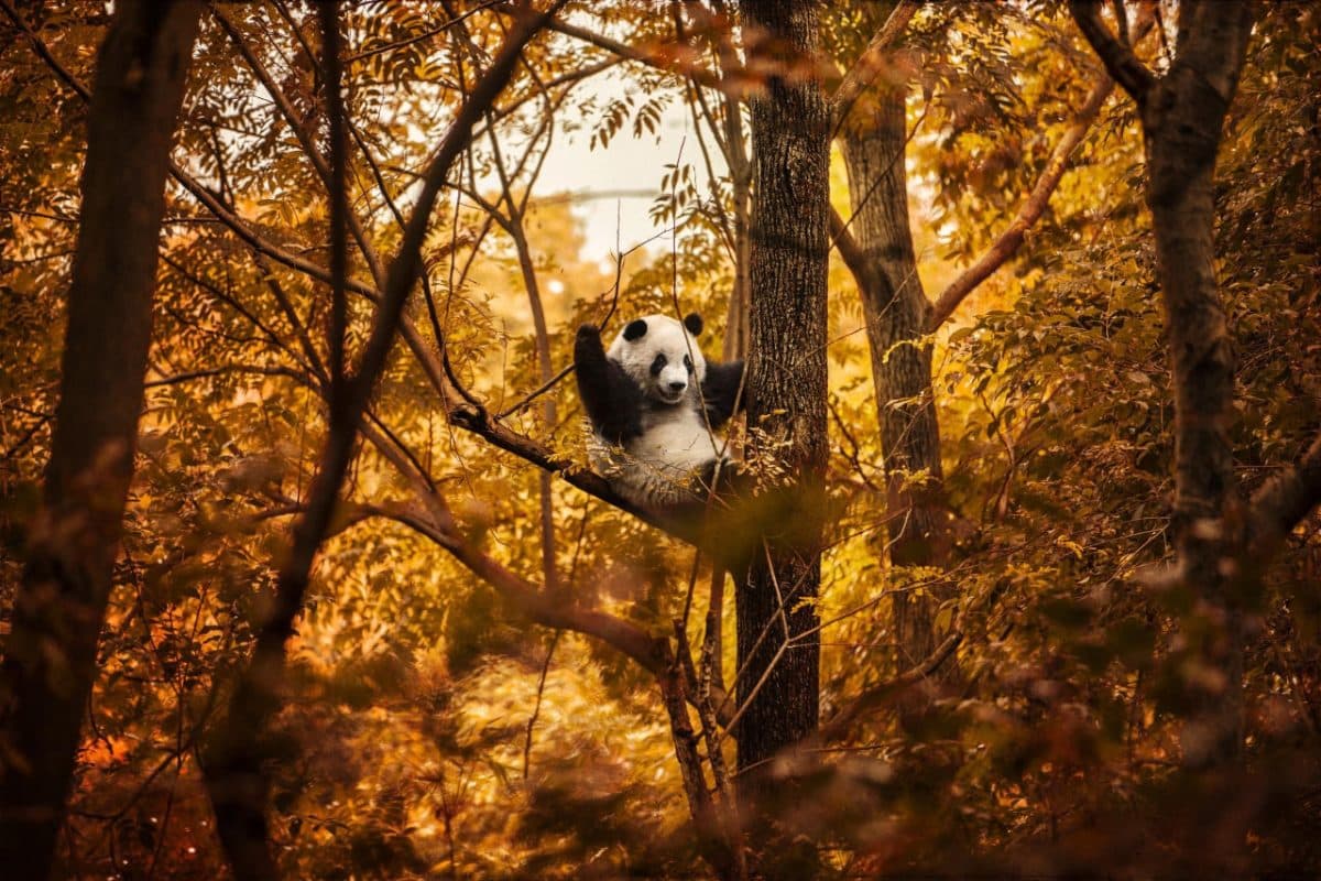 Снимок, вошедший в топ-100 конкурса / © Andrew Paranavitana