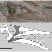 Череп гигантского образца Rhamphorhynchus muensteri