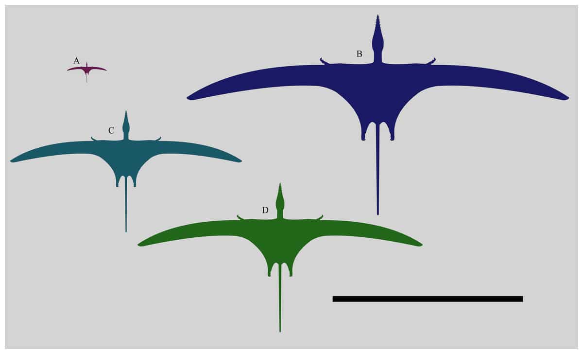 Сравнение размеров различных экземпляров Rhamphorhynchus muensteri