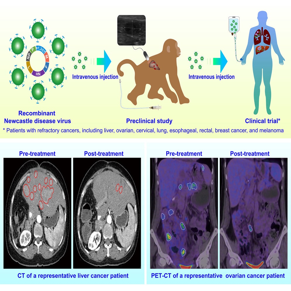 В эксперименте участвовали обезьяны и люди / © Liping Zhong et al., Cell