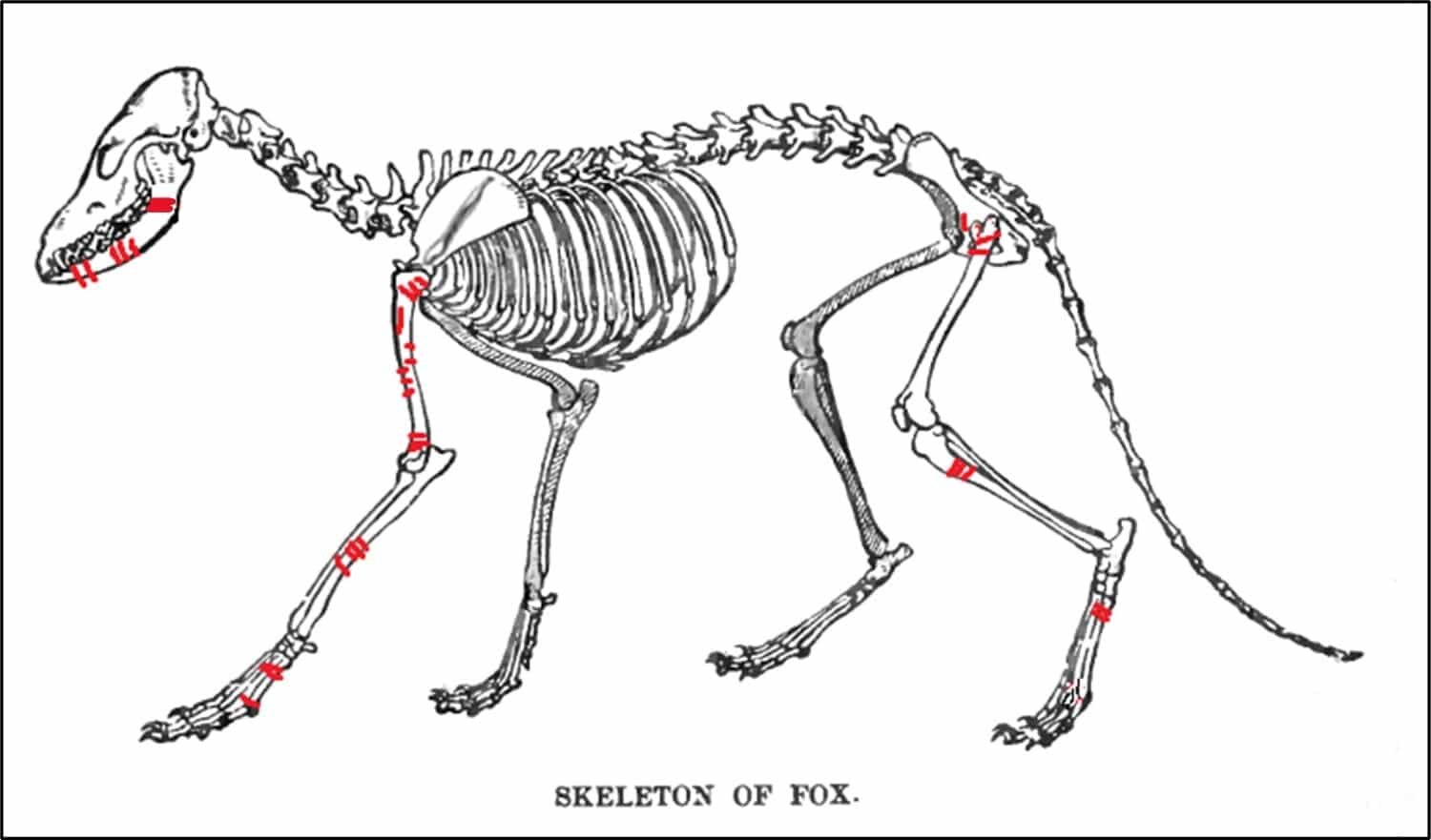 скелет лисицы