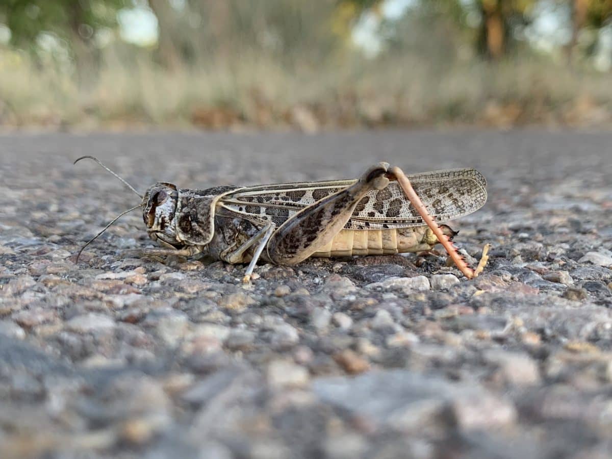 Кузнечик Xanthippus corallipes