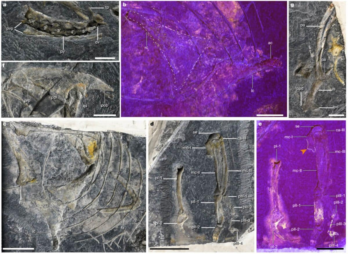 Баминорнис Baminornis zhenghensis — самая древняя длиннохвостая птица