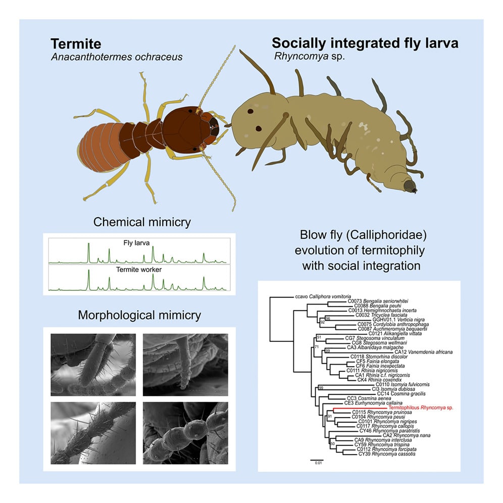 термит Anacanthotermes ochraceus