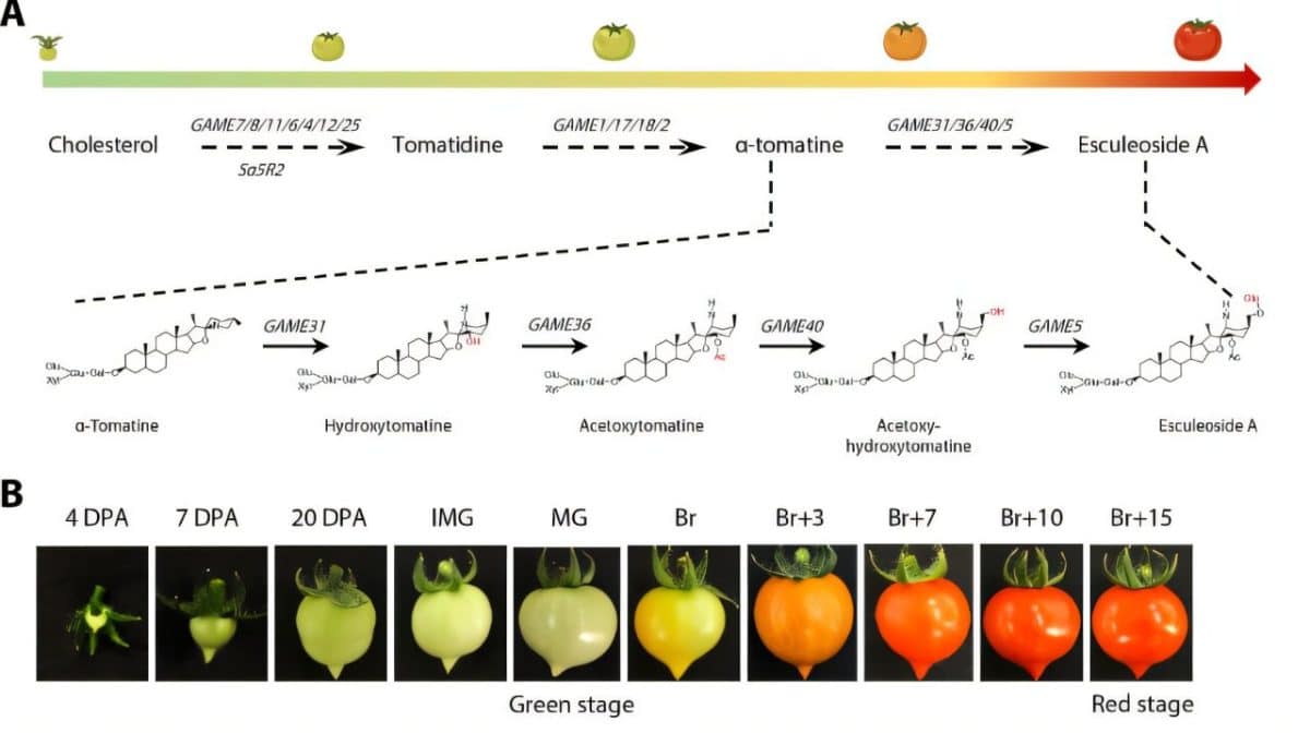 Преобразование веществ в плодах томатов во время созревания / © Science Advances (2025). DOI: 10.1126/sciadv.ads9601