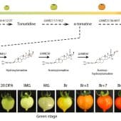 Преобразование веществ в плодах томатов во время созревания / © Science Advances (2025). DOI: 10.1126/sciadv.ads9601