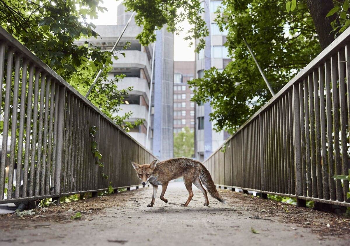 Снимок абсолютного победителя: фотография рыжей лисы, которая живет на улицах Бристоля / © Simon Withyman