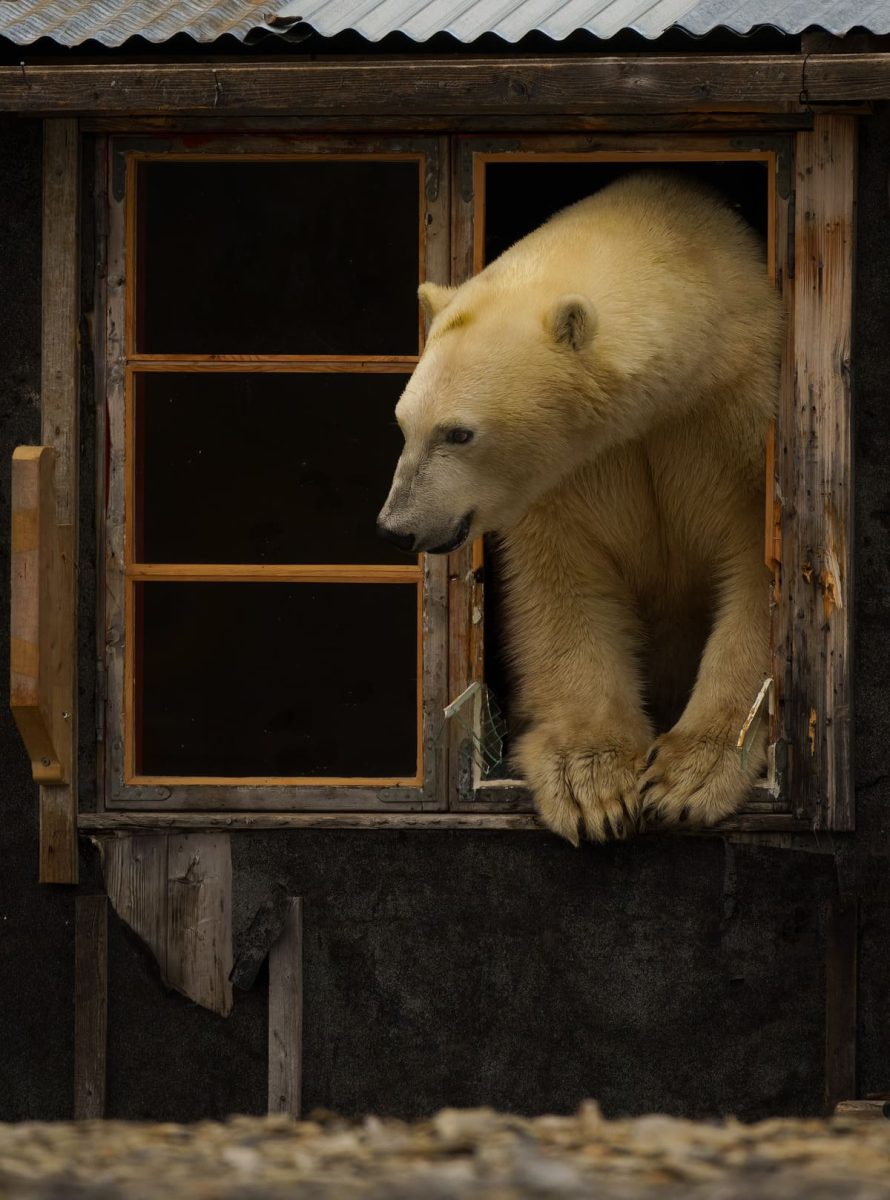 Финалист конкурса — Дэниел Ханнабусс, Великобритания / © Sony World Photography Awards 2025