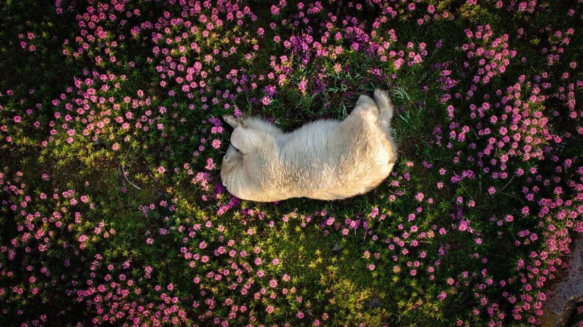 İlin Fotosu mükafatının qalibi, çiçək açan odun xalçasında dincələn qütb ayısı / © Christopher Paetkau