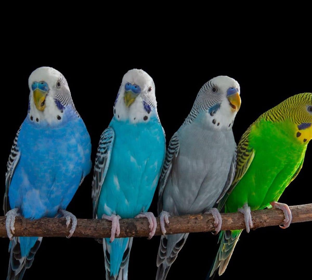 Орыс қызметшілерінің порно видеосы