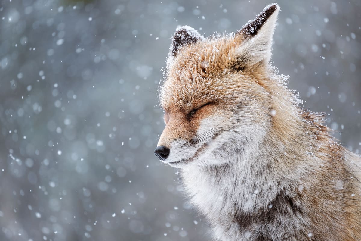 Финалист конкурса — Елена Фаши, Италия / © Sony World Photography Awards 2025