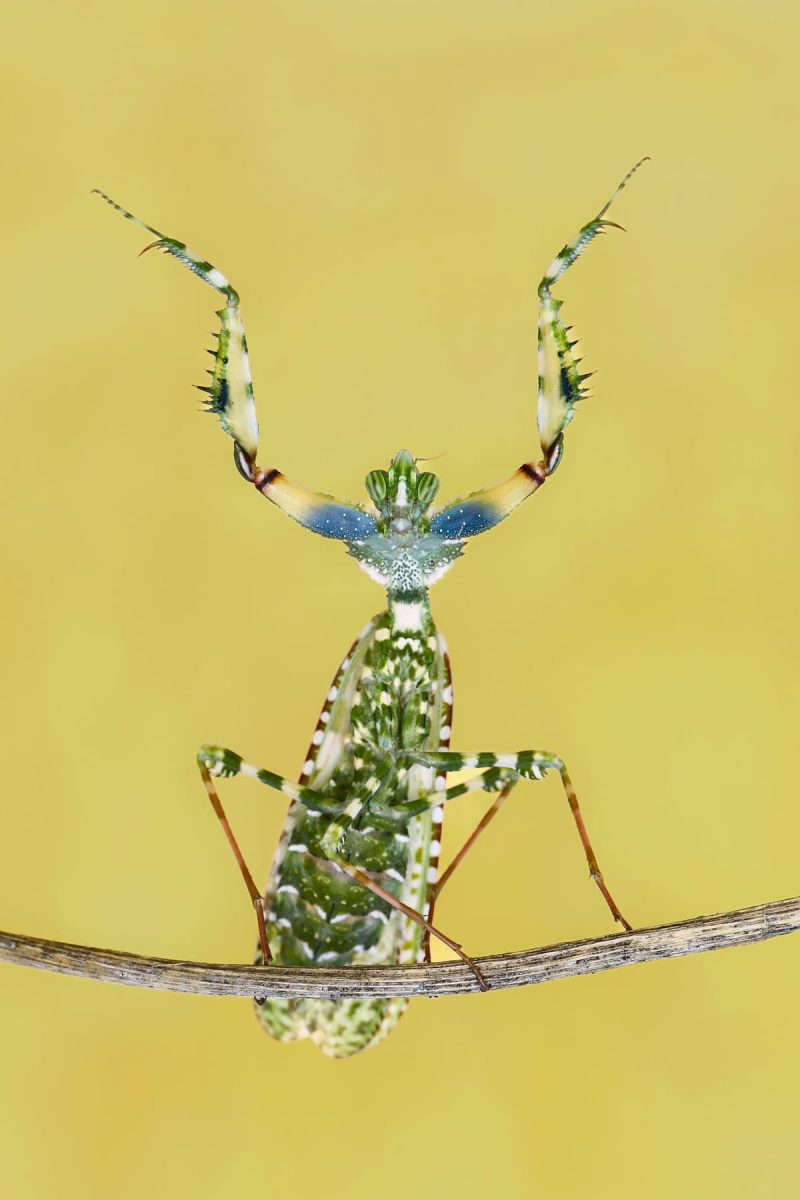 Финалист конкурса — Хасан Баглар, Кипр / © Sony World Photography Awards 2025