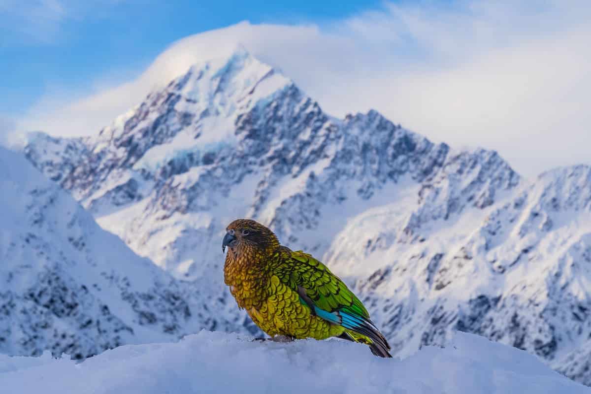 Финалист конкурса — Джейк Вайрус, США / © Sony World Photography Awards 2025