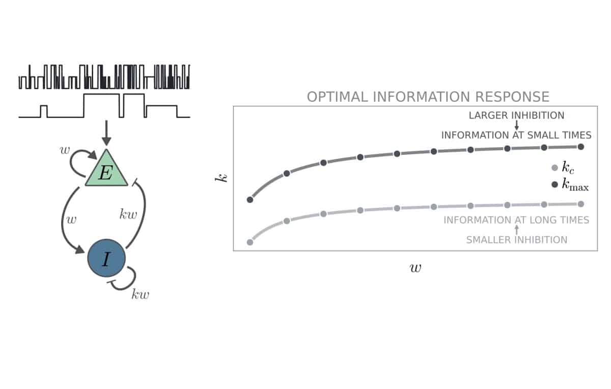 Слева сверху — два типичных входа информации, один из которых действует в течение длительного времени, а другой — в течение более короткого. Слева снизу — схема модели взаимодействия двух нейронных популяций, возбуждающих (E) и тормозных (I). Справа — оптимальная точка в пространстве параметров для точного кодирования в течение более длительного и более короткого времени / © Giacomo Barzon, Daniel M. Busiello, G. Nicoletti