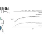 Слева сверху — два типичных входа информации, один из которых действует в течение длительного времени, а другой — в течение более короткого. Слева снизу — схема модели взаимодействия двух нейронных популяций, возбуждающих (E) и тормозных (I). Справа — оптимальная точка в пространстве параметров для точного кодирования в течение более длительного и более короткого времени / © Giacomo Barzon, Daniel M. Busiello, G. Nicoletti