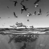 Опубликованы снимки дикой природы, получившие награду Monochrome Photography Awards – иллюстрация к материалу на Naked Science