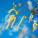 Аллергия на пыльцу: как выжить весной?