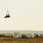 Зоозащитники показали, как перевозят носорогов – иллюстрация к материалу на Naked Science